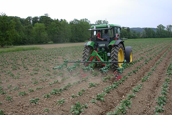 Un tracteur traverse un champ de plants de pommes de terre.